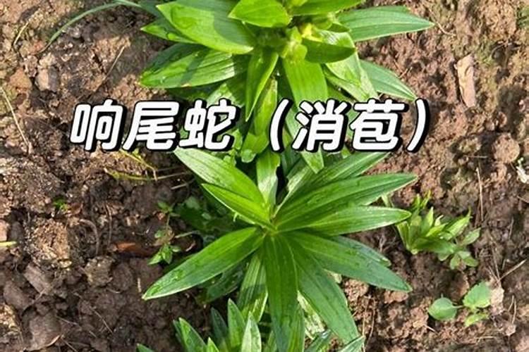 栀子花用磷酸二氢钾可以叶子治发黄干枯吗？哪位知道？