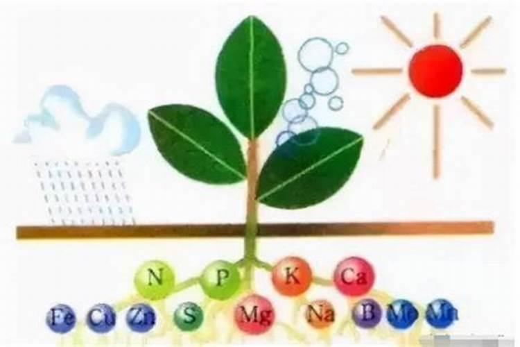 植物生长所必须的三种大量营养元素是