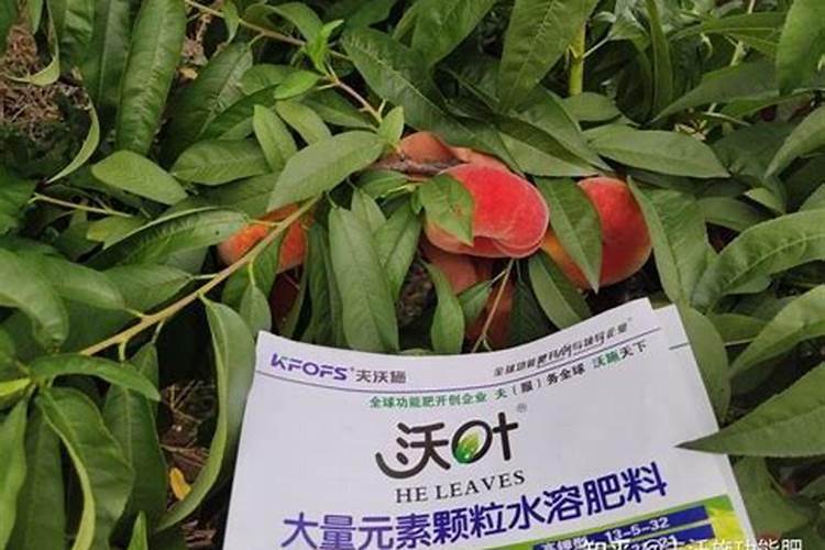 桂花叶面喷的叶面肥适用于其它植物吧