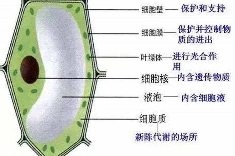 磷肥用于什么农作物 附使用方法