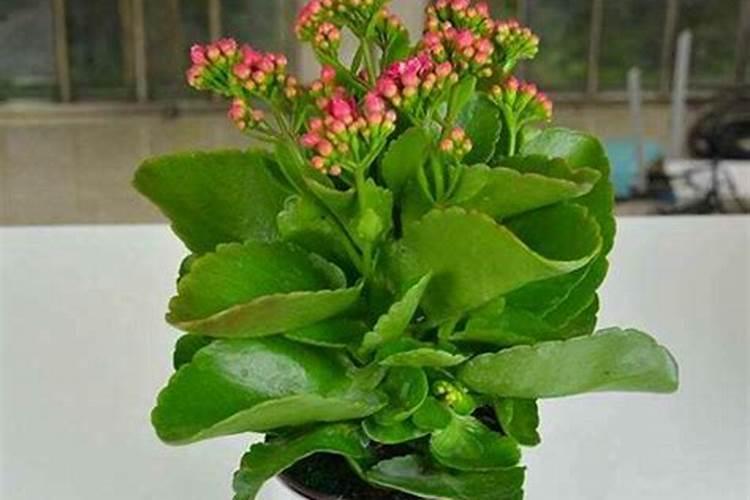 长寿花夏天怎么养施什么肥