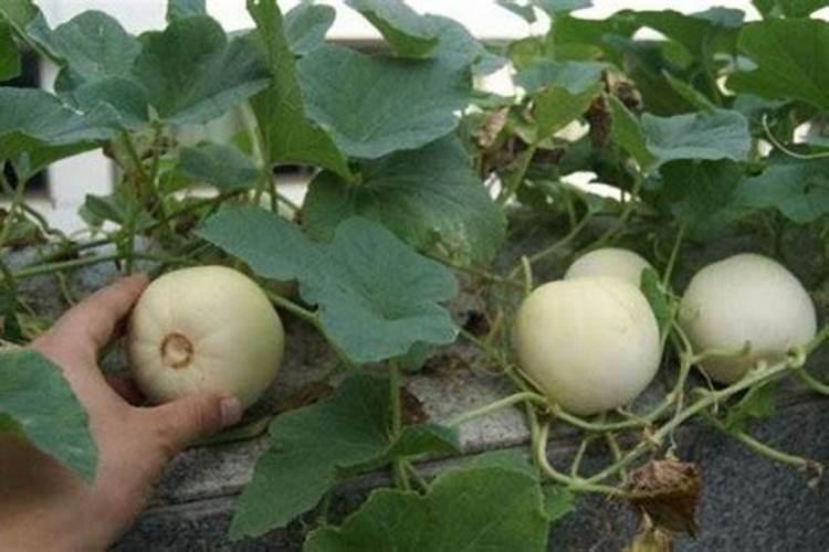 请问老师种香瓜如何施肥瓜质量好产量也高呢？