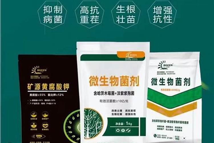 栀子花花肥用什么合适 肥料制作与使用方法