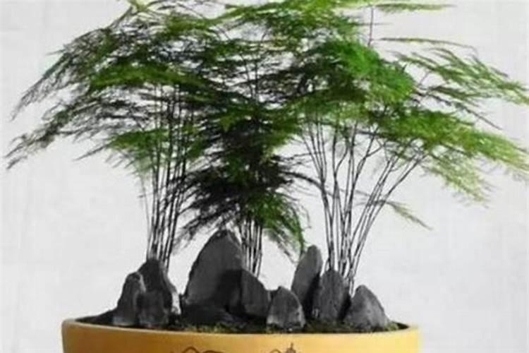 文竹浇什么才能更旺盛