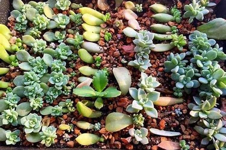 给蔬菜叶面喷施尿素,怎样做才能更好的吸收？