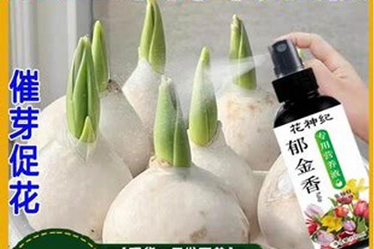 生根壮苗剂使用方法