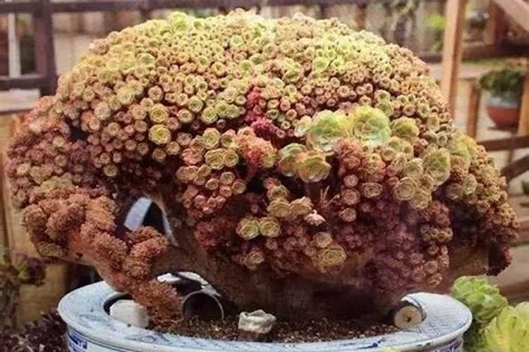 ...我想问下多肉植物怎么才能养好,可以喷叶面肥吗？