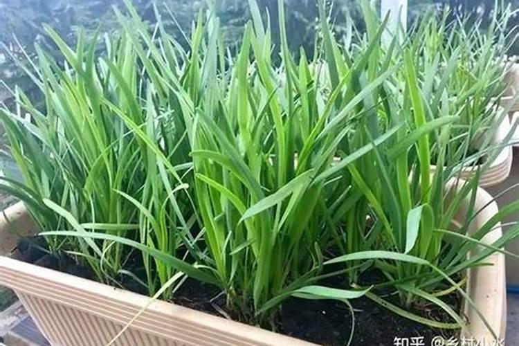 韭菜上什么肥料长得粗壮