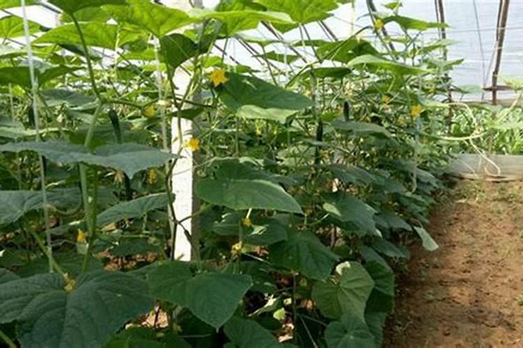 黄瓜浇什么肥料合适