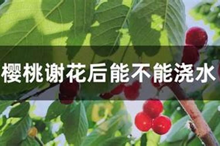 樱桃开花可施什么肥料