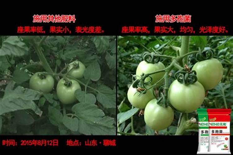 壮根肥料有哪些