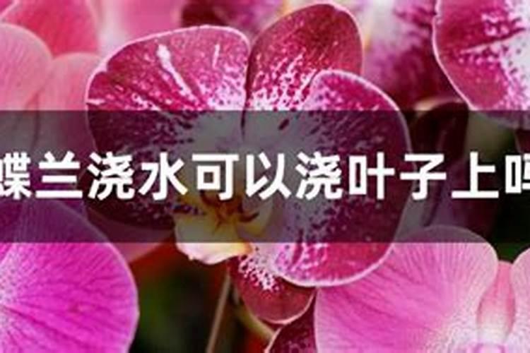 蝴蝶兰什么时候才需要补磷钾肥促花