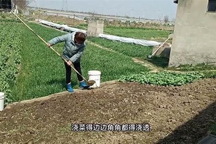 种菜前土地要先施肥吗