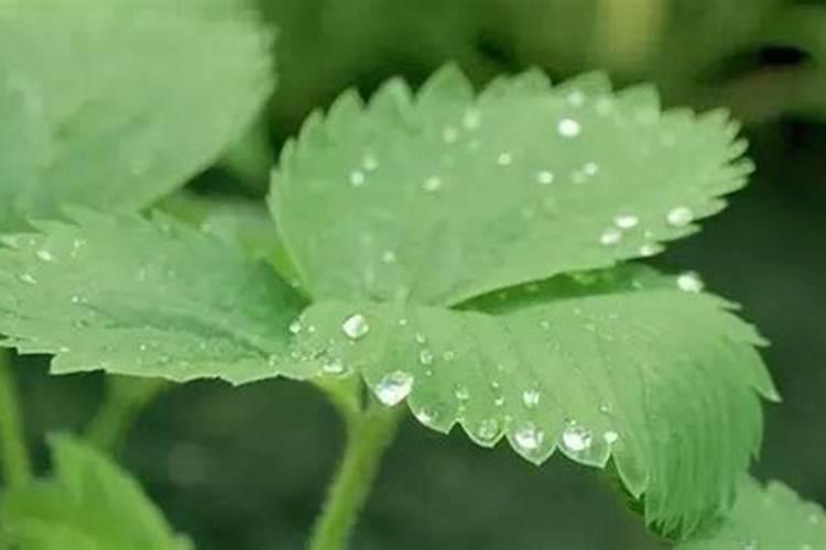 月季花施磷酸二氢钾肥料的正确用法