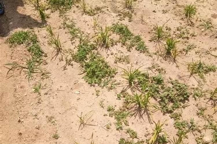 麦子怎么种植养护 麦子的种植养护方法