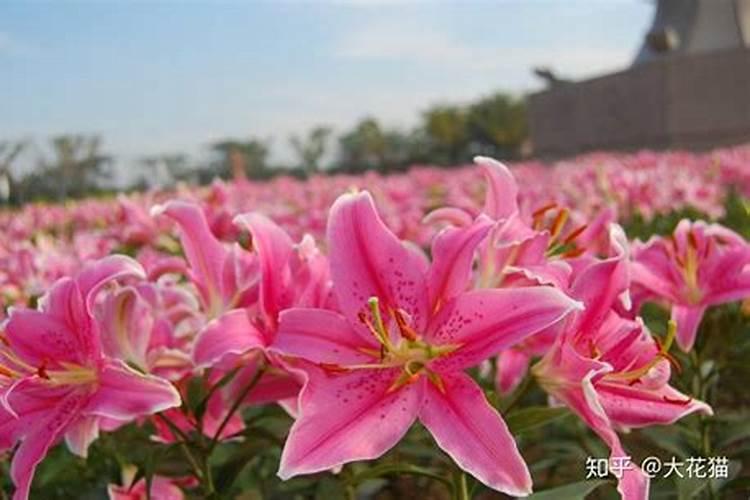 百合喜肥吗 喜欢施什么肥料