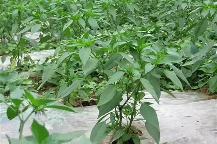 8月毛豆什么时候播种