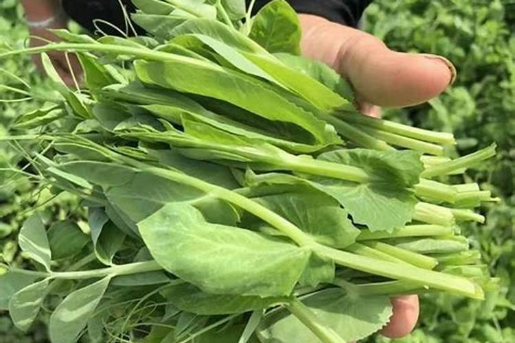 想要让豌豆尖长得又粗又壮,平时该怎样进行管理？