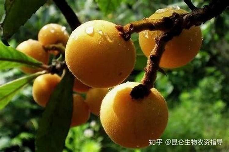 移栽两周还没长根,是怎么回事？