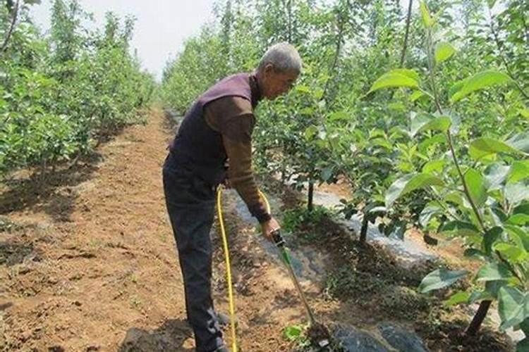 黄花菜生长期什么时候喷芸苔素好？