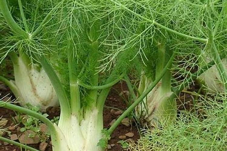 青海都兰茂丰生物有机肥料有限责任公司怎么样？