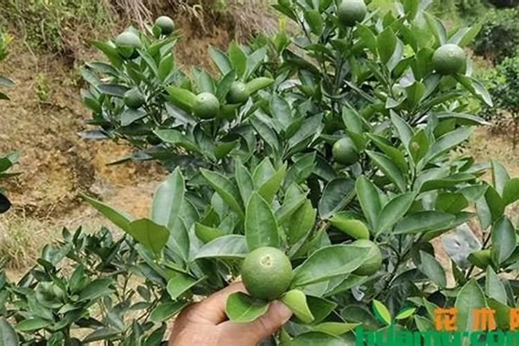 昆明红海磷肥有限责任公司电话是多少？
