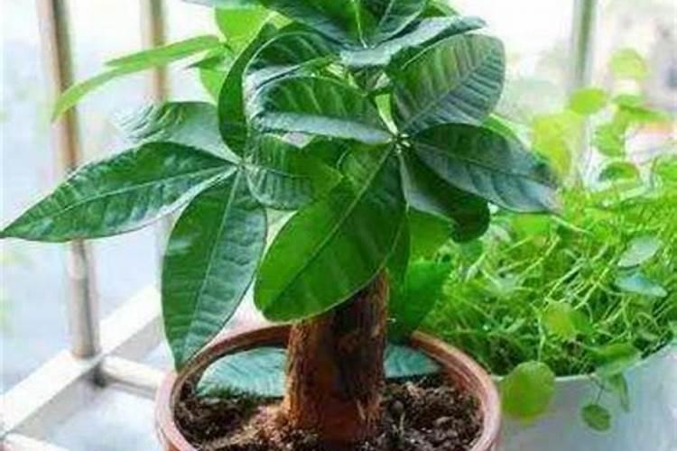 泥炭总腐植酸的数据评价