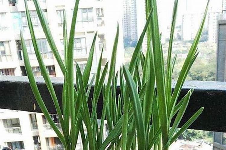 蒜苗生长期能用冲施肥啊怎么用啊