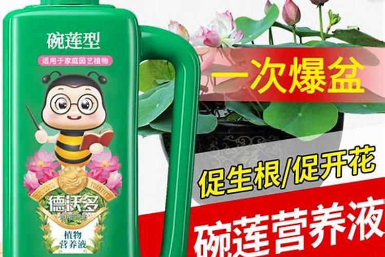 荷花怎样种植