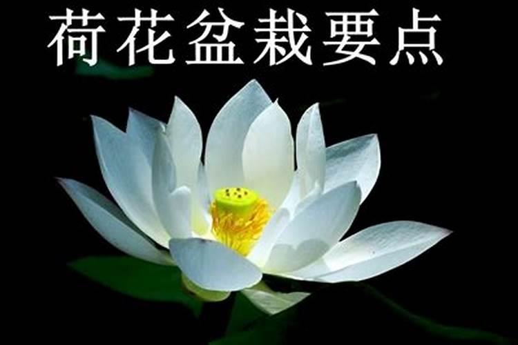 荷花开花时候要施肥吗