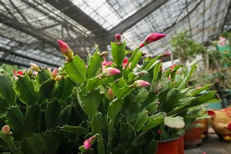 当前棉花叶面施肥怎么样追加