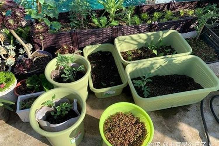 酵母粉种菜方法大全