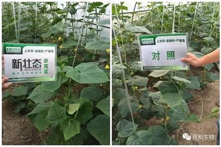 绿叶菜栽培中如何使用叶面肥？