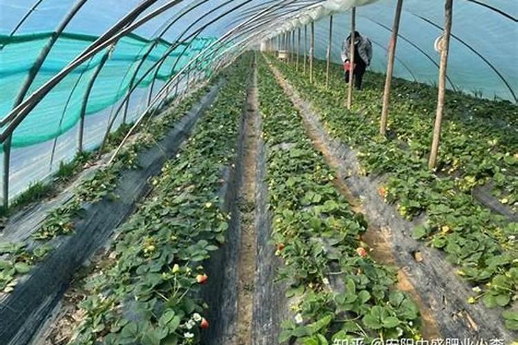草莓要施什么肥料