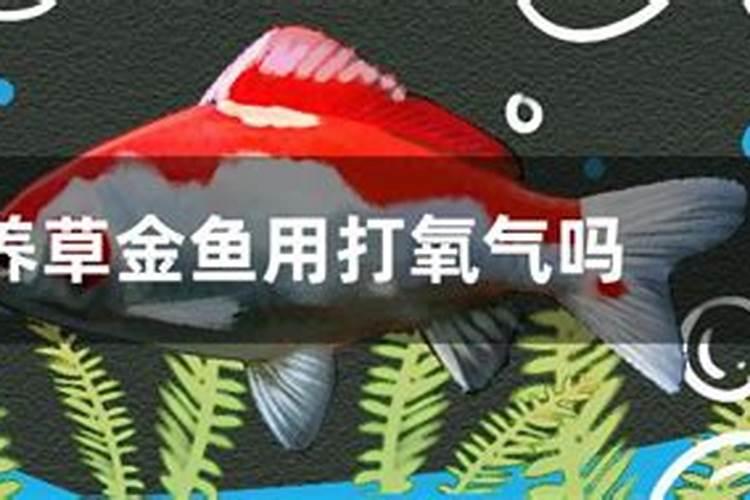 养水草都需要什么