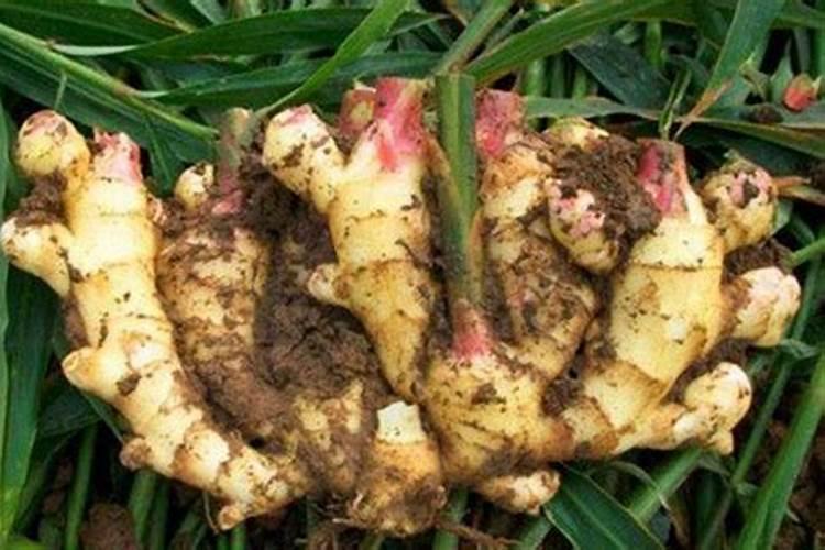 怎样实现茄果类蔬菜的早熟高产？