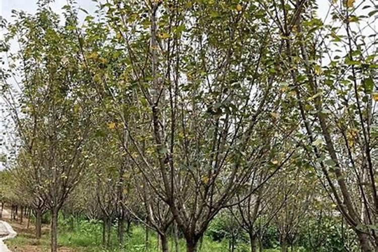 樱花多少钱一棵？2020年樱花树价格行情