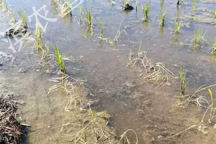 水稻秧苗叶片让肥给烧了怎么根治