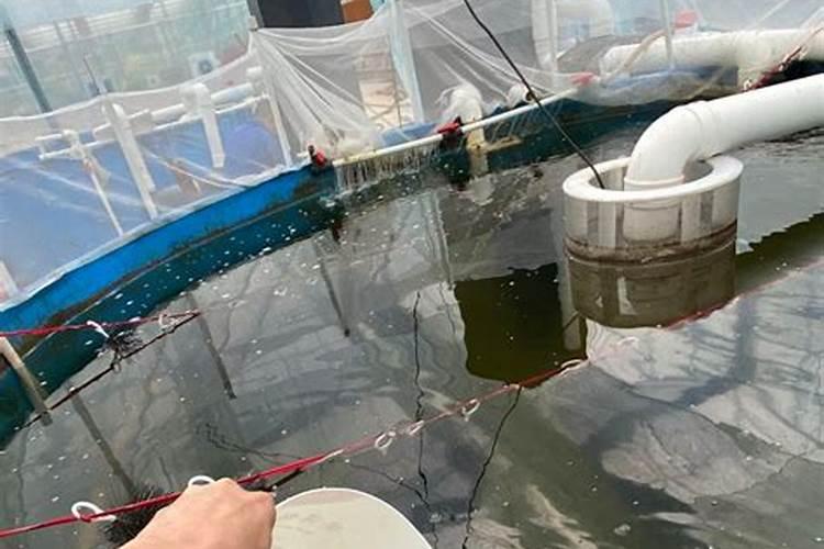 鱼池水可以浇菜吗