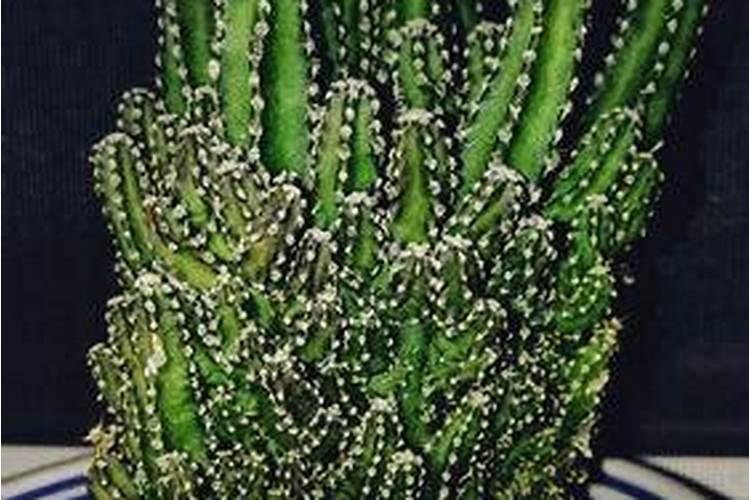 腐植酸叶面肥的效果及功能