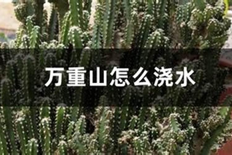 万重山怎么养护