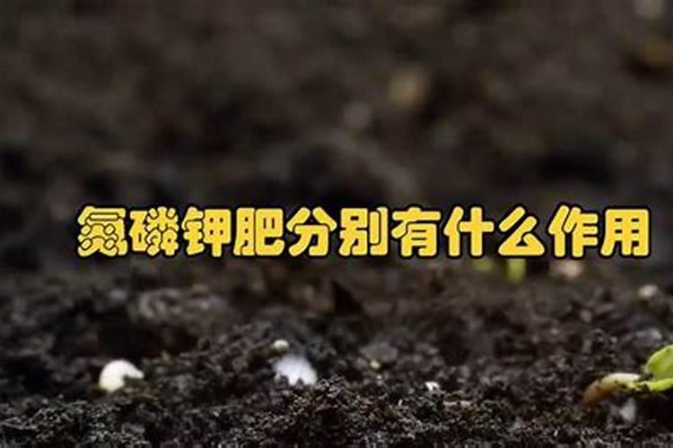 葡萄发芽期施什么肥