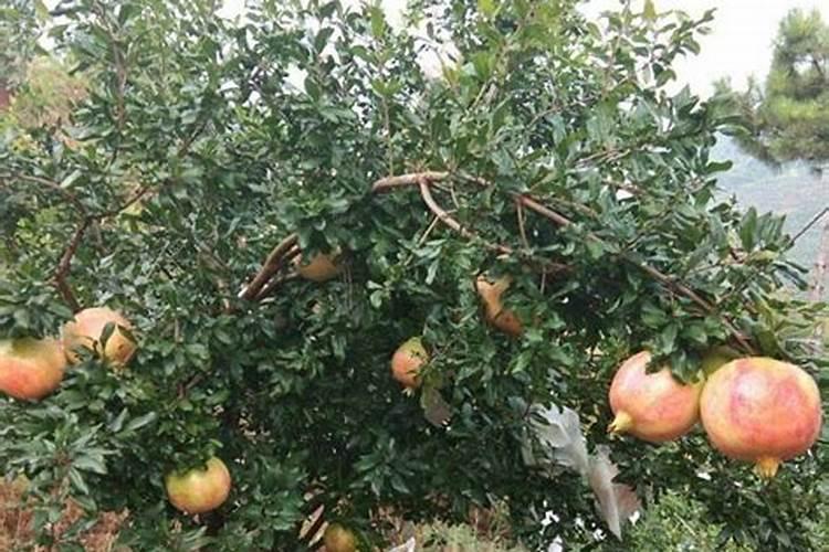 石榴树8月份追什么肥料