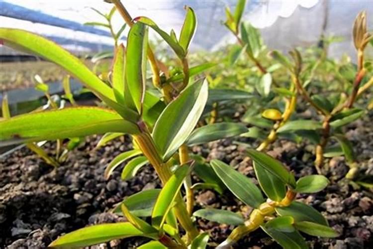 种花草要下什么肥料