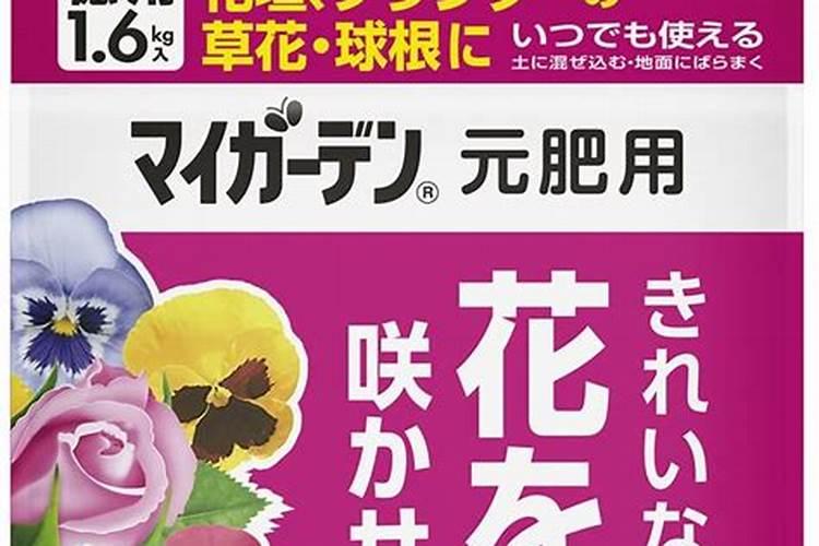 梅花上什么肥料好