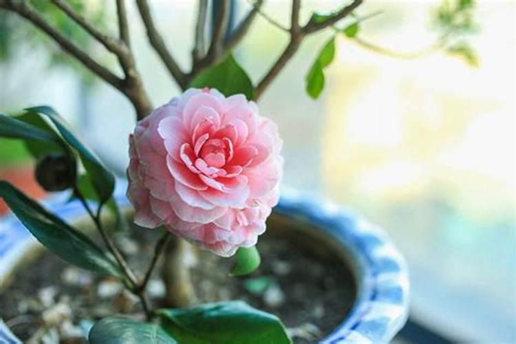 茶花可以用鱼做肥料吗(种茶花用什么肥料最好开花多)