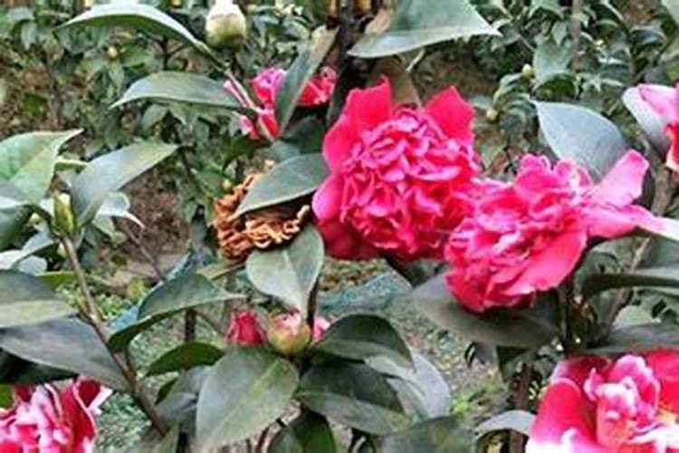 茶花树施什么肥料最好