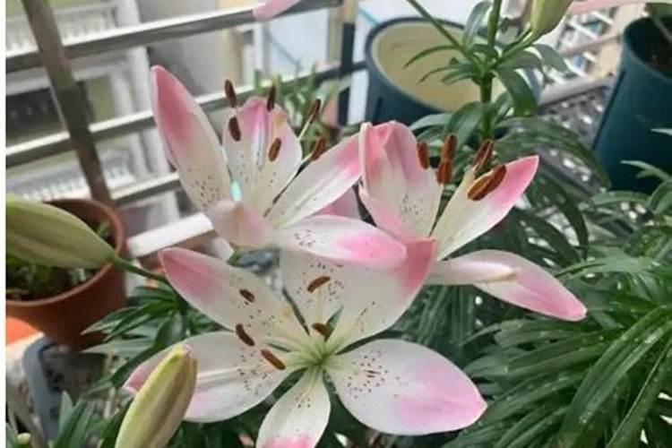 大米发酵水和黄豆发酵水浇花哪个比较好？