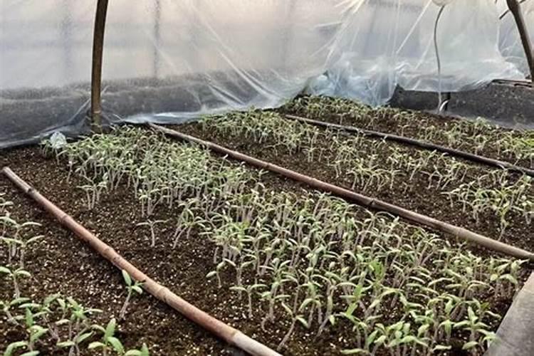 番茄的施肥方法
