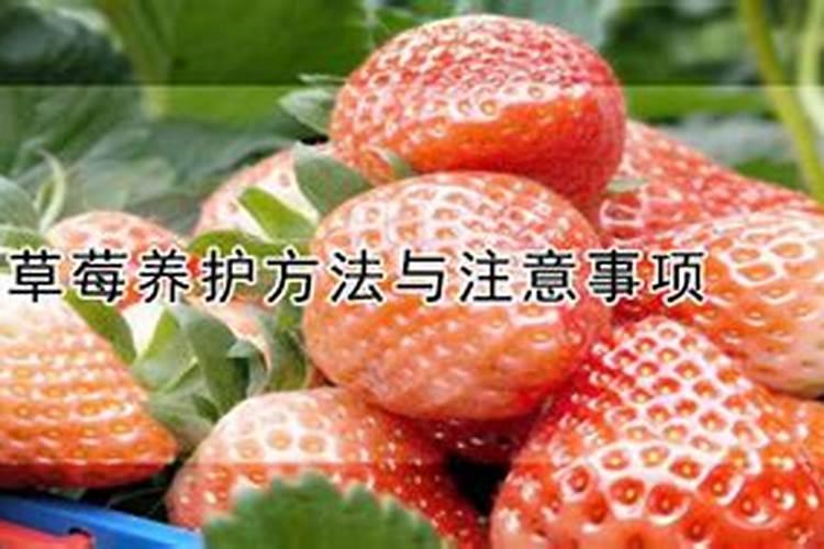 叶面肥能与农药混用吗？叶面肥与农药混用需要注意哪些事项？